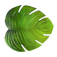 Grande Feuille Verte Tropicale Monstera 47 x 42 cm